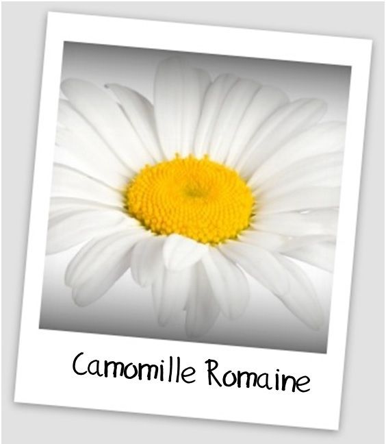 Eau florale de camomille romaine - Hydrolat