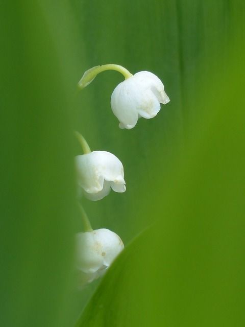 muguet